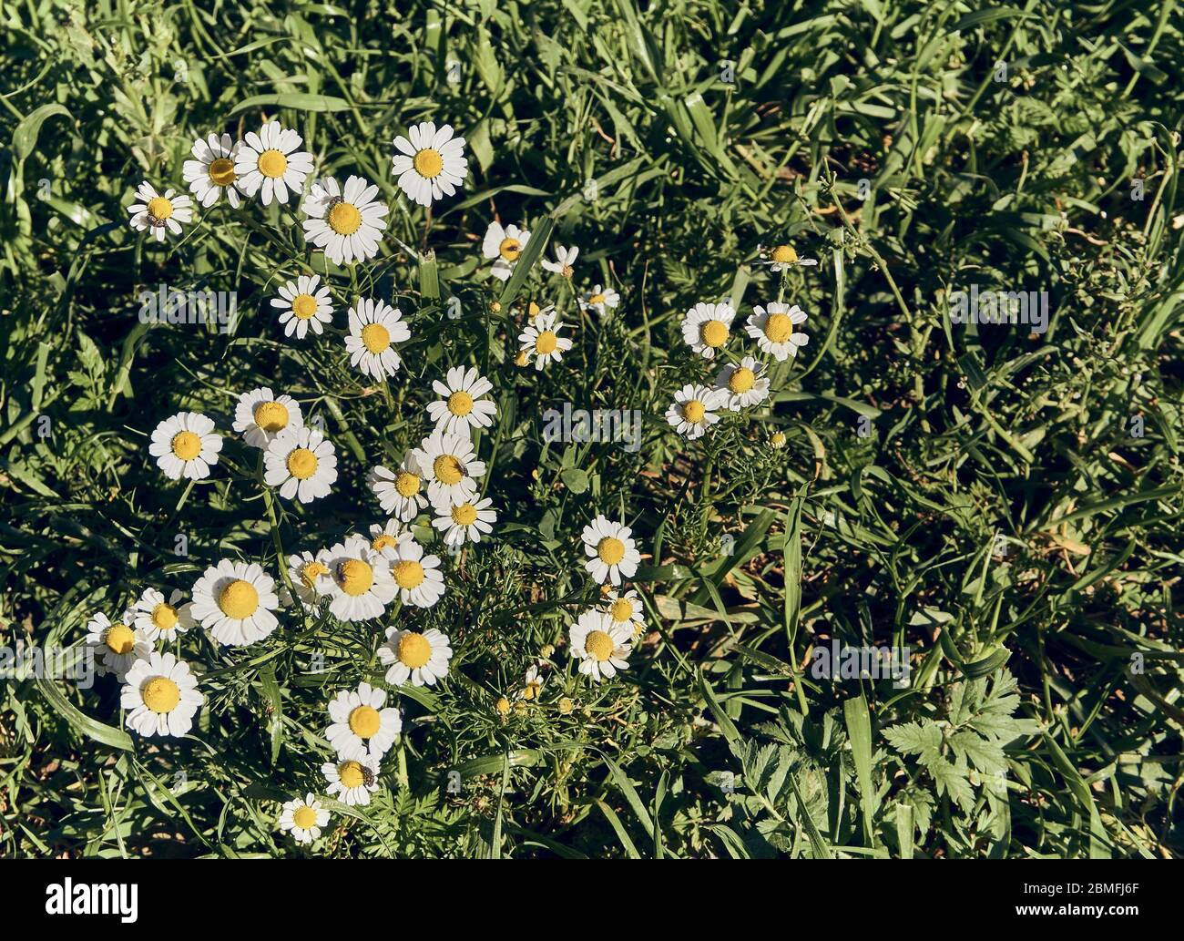 Bella daisy fiori in natura Foto Stock