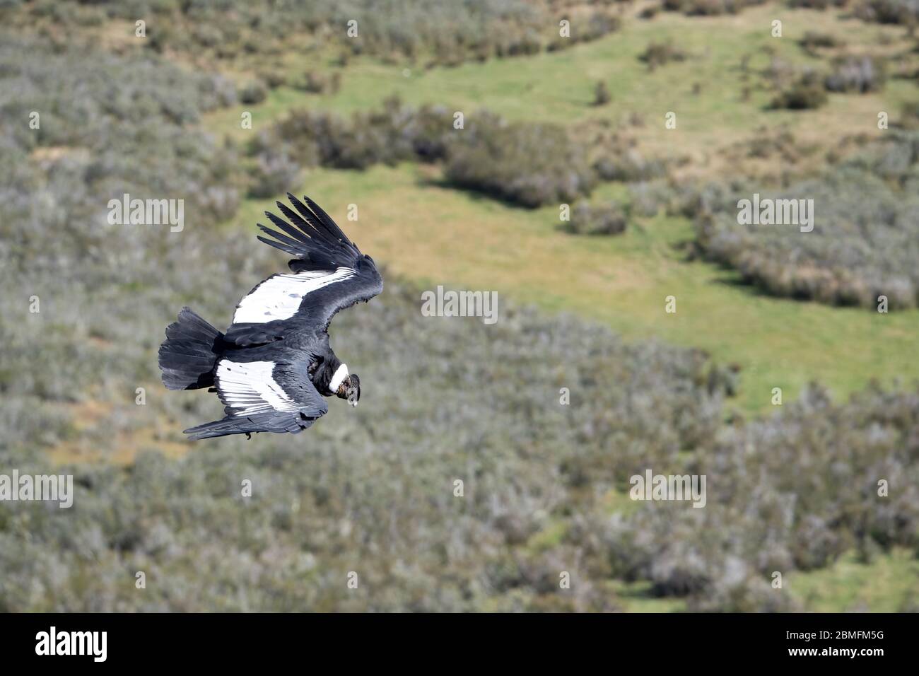 Concoror in volo, Patagonia, Cile, Sud America Foto Stock