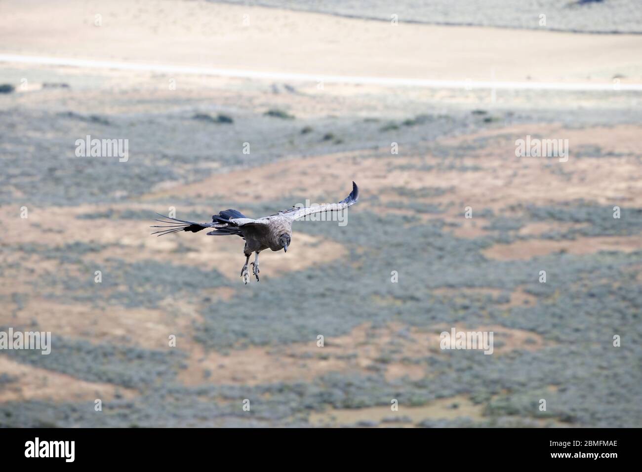 Concoror in volo, Patagonia, Cile, Sud America Foto Stock