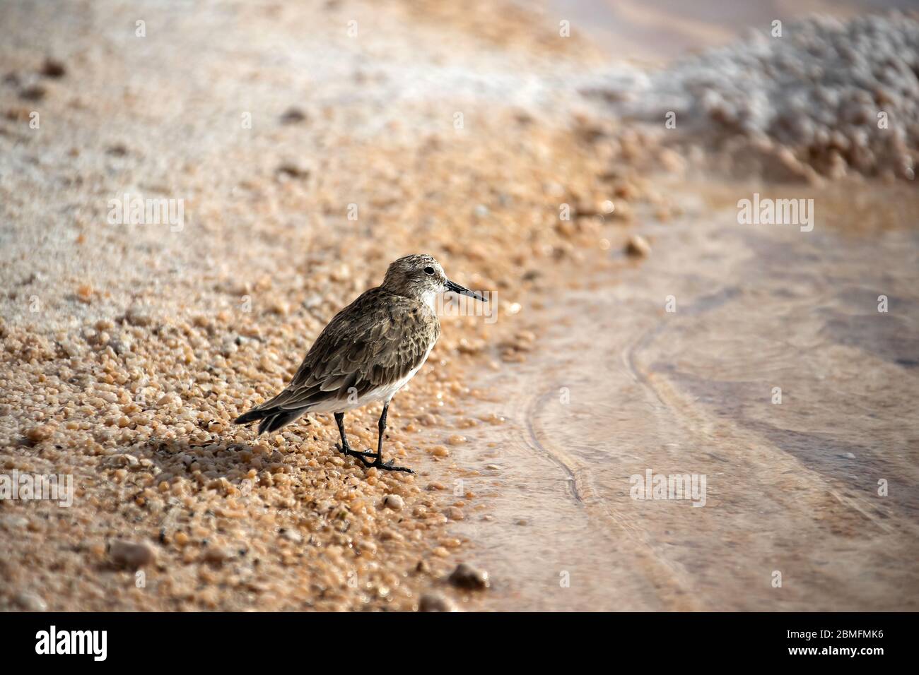 Sandpiper di Baird sull'addio della Laguna Piedra nel deserto di Atacama, Cile. Foto Stock