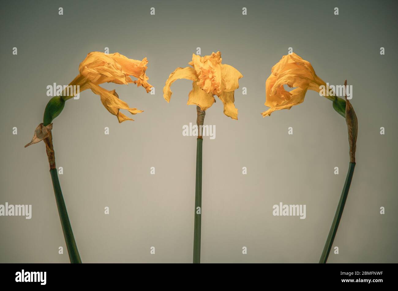 Tre narcisi asciutti Foto Stock