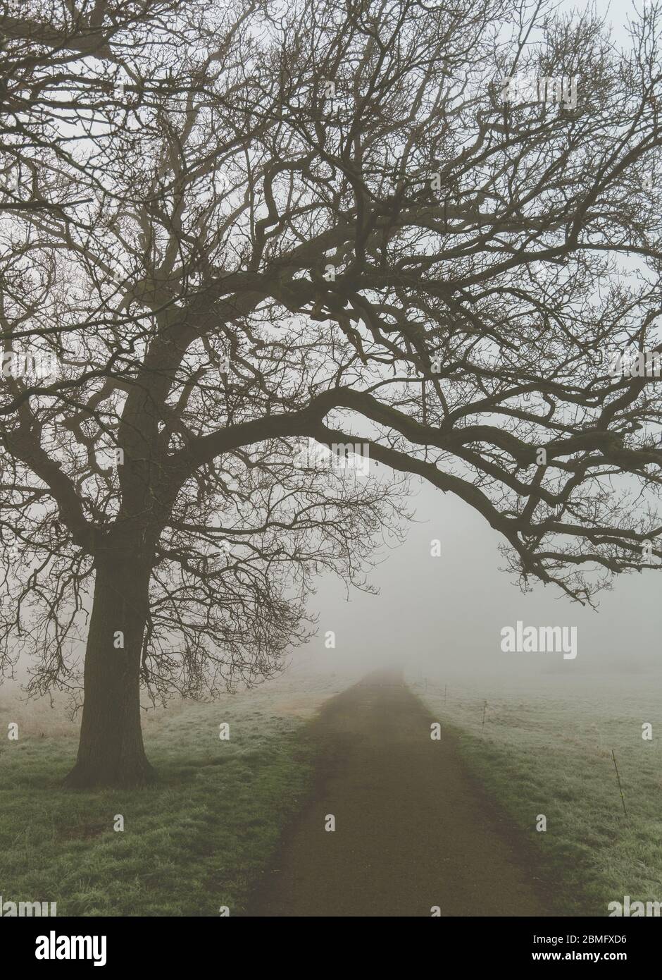 Un unico albero e una strada in una scena all'aperto foggy Foto Stock