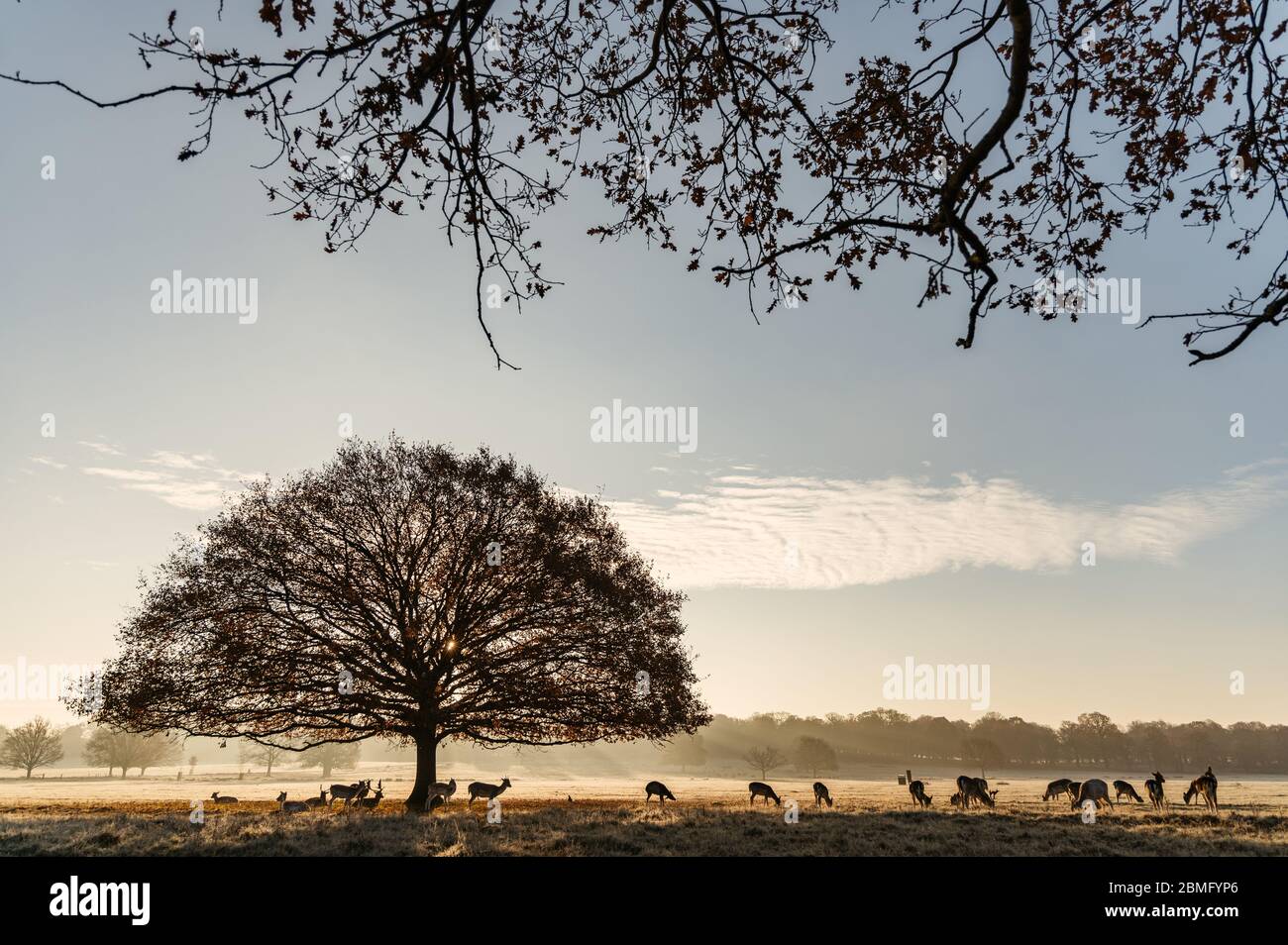 Mandria di cervi all'alba da un albero Foto Stock