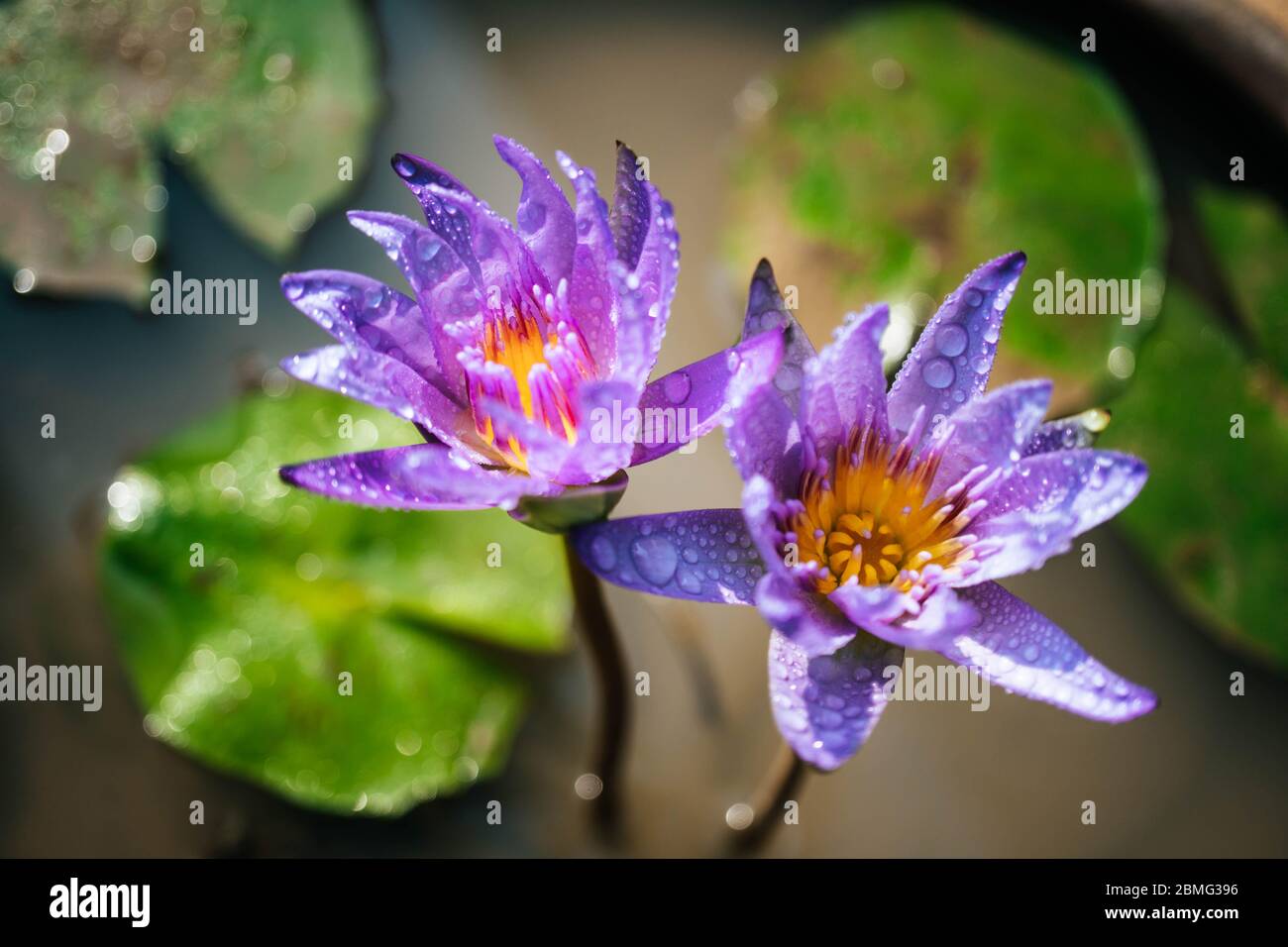 Fiore di loto viola con gocce d'acqua Foto Stock