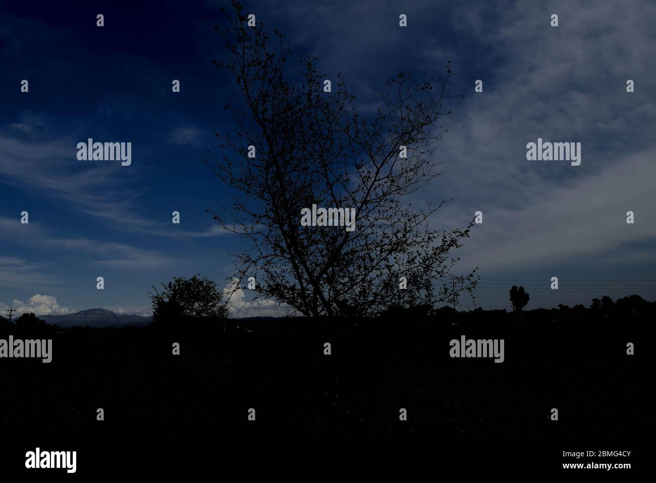 Fiori rosa naturali e foglie verdi in giardino sparare Foto Stock