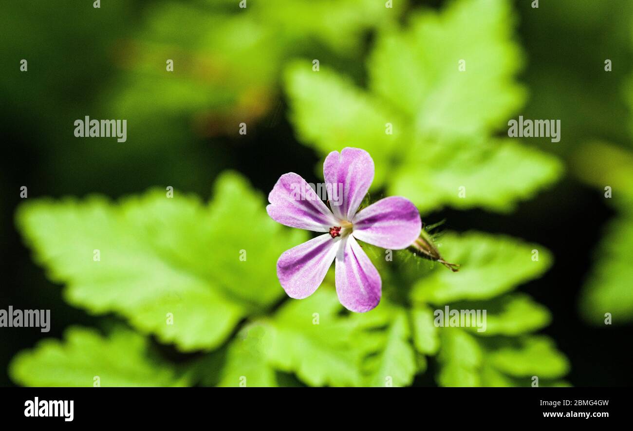 Erba Robert, o geranio robertianum, in un bosco nel mese di maggio, primavera. Foto Stock