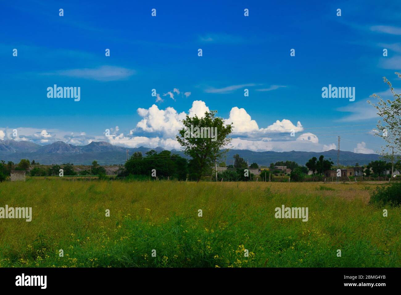 Fiori rosa naturali e foglie verdi in giardino sparare Foto Stock