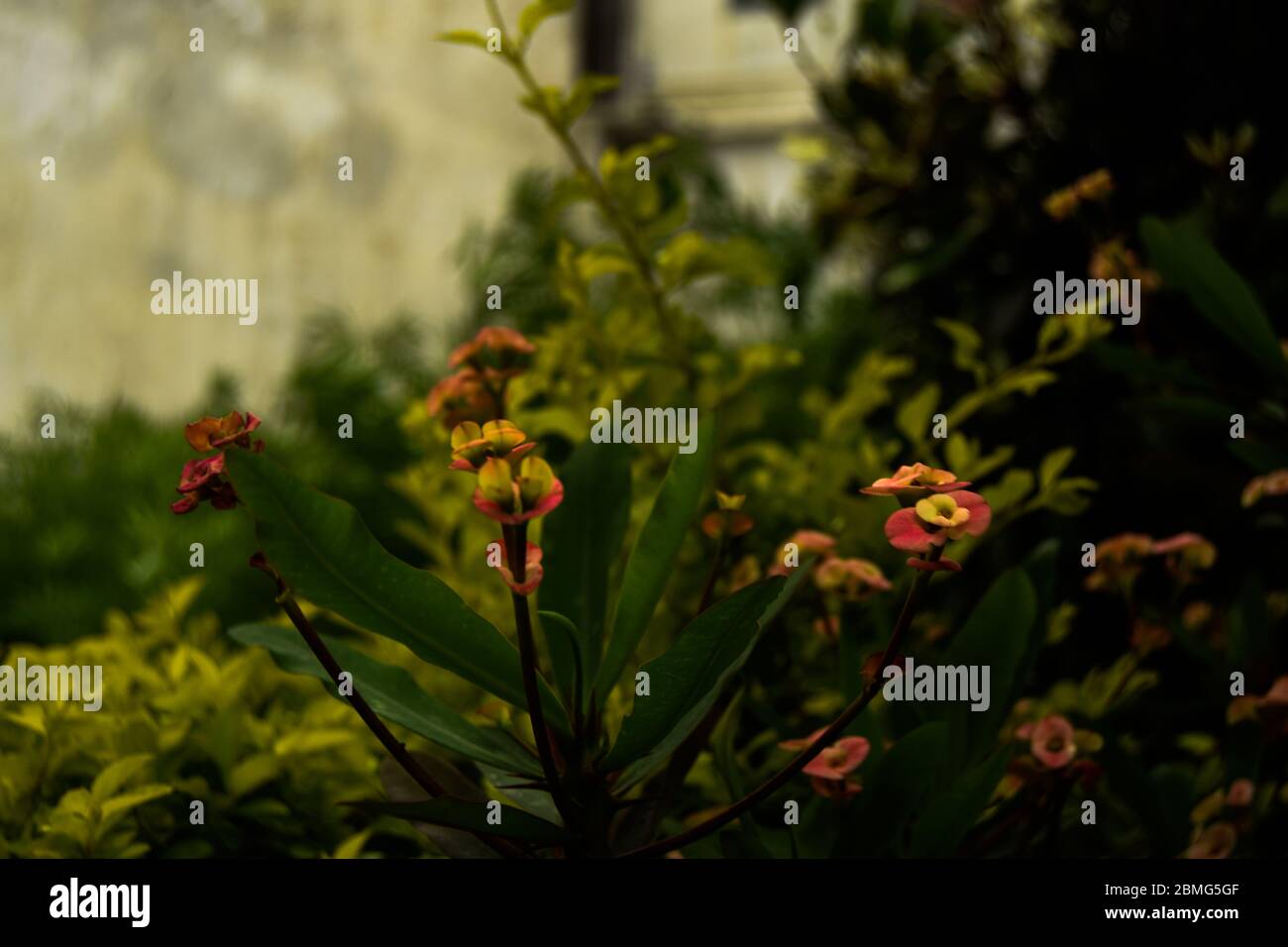 Fiori rosa naturali e foglie verdi in giardino sparare Foto Stock