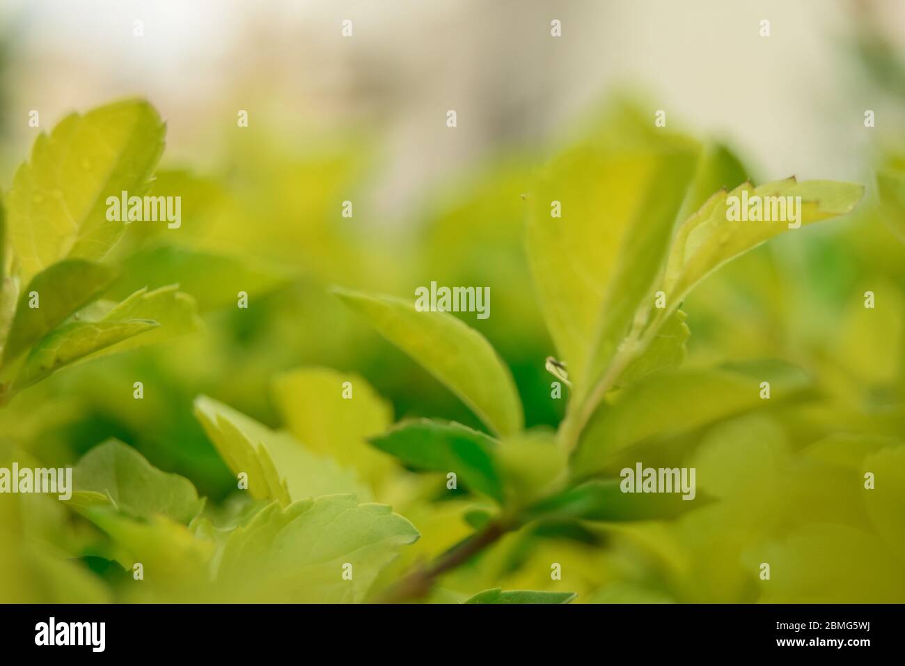 Fiori rosa naturali e foglie verdi in giardino sparare Foto Stock