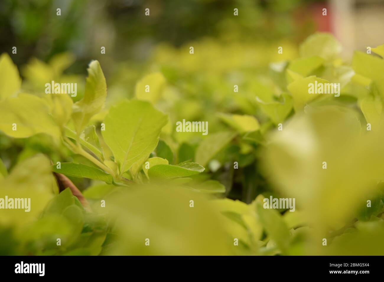 Fiori rosa naturali e foglie verdi in giardino sparare Foto Stock