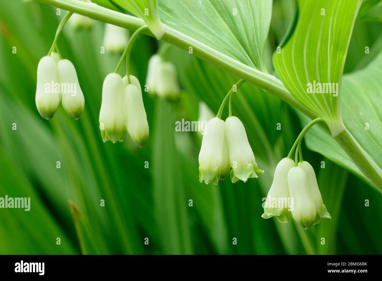 Poligonatum × ibridone. Pianta di sigillo di Salomone che mostra i fiori in primavera. REGNO UNITO. AGM Foto Stock