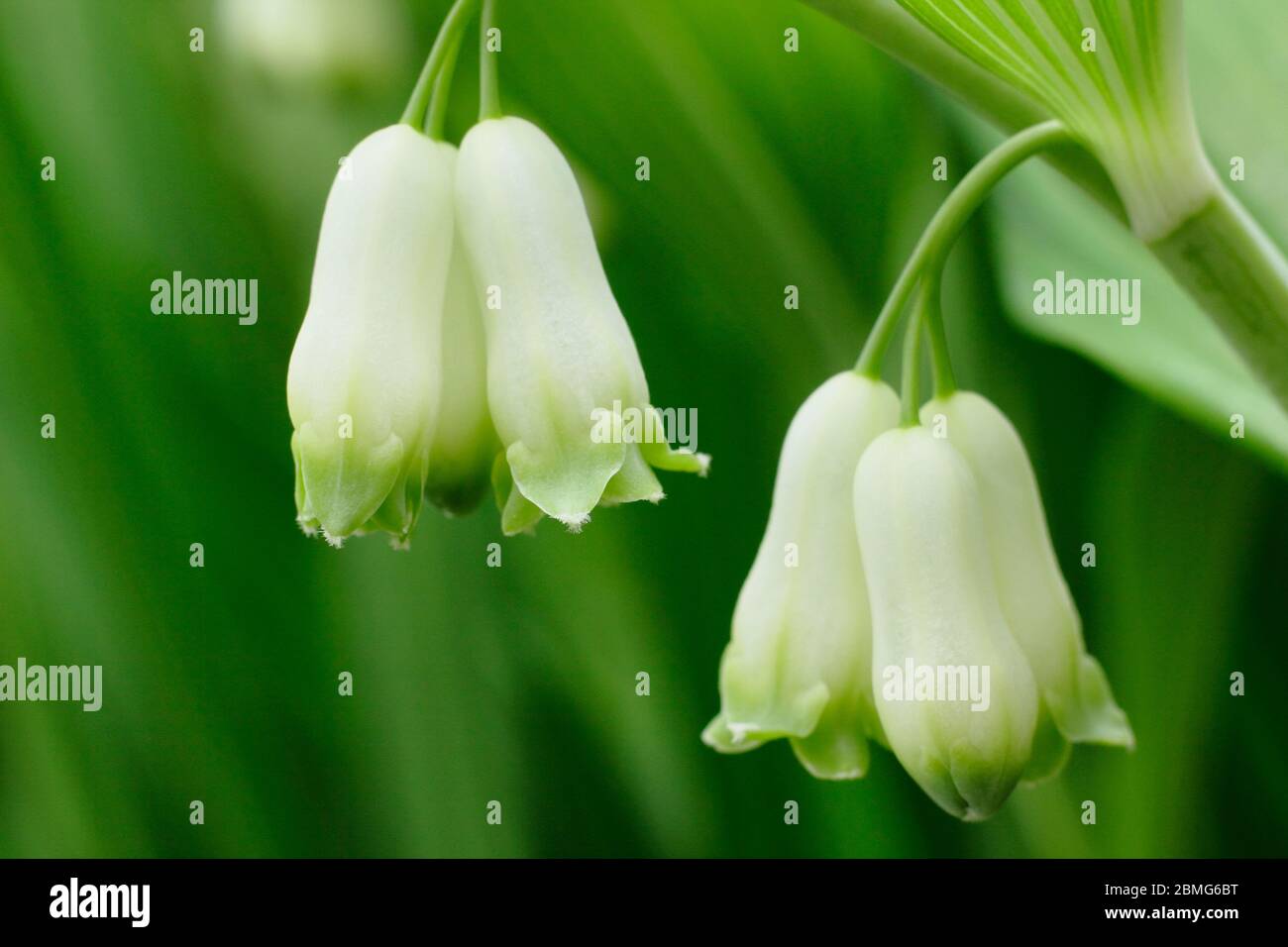 Poligonatum × ibridone. Pianta di sigillo di Salomone che mostra i fiori in primavera. REGNO UNITO. AGM Foto Stock