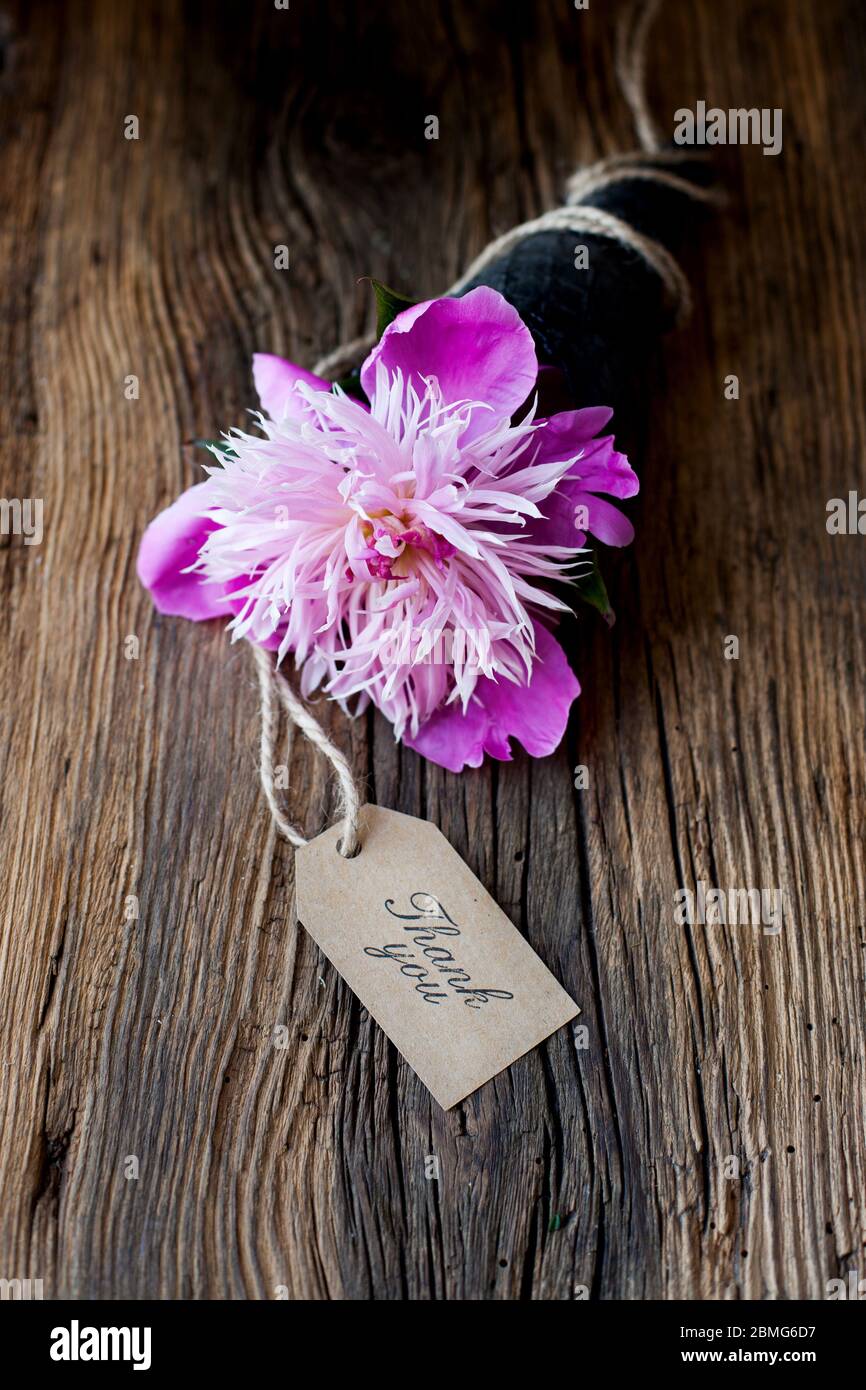 grazie - un fiore di rosa peonia in un cono con una carta 'grazie' Foto Stock