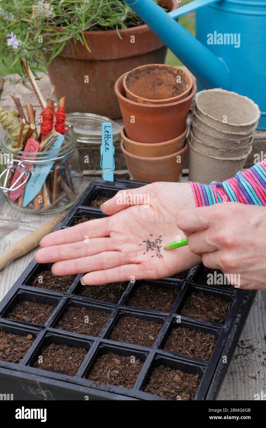 La varietà di lattuga semina "Little Gem" in un vassoio modulare per sementi utilizzando una matita per facilitare la spaziatura dei semi. REGNO UNITO Foto Stock