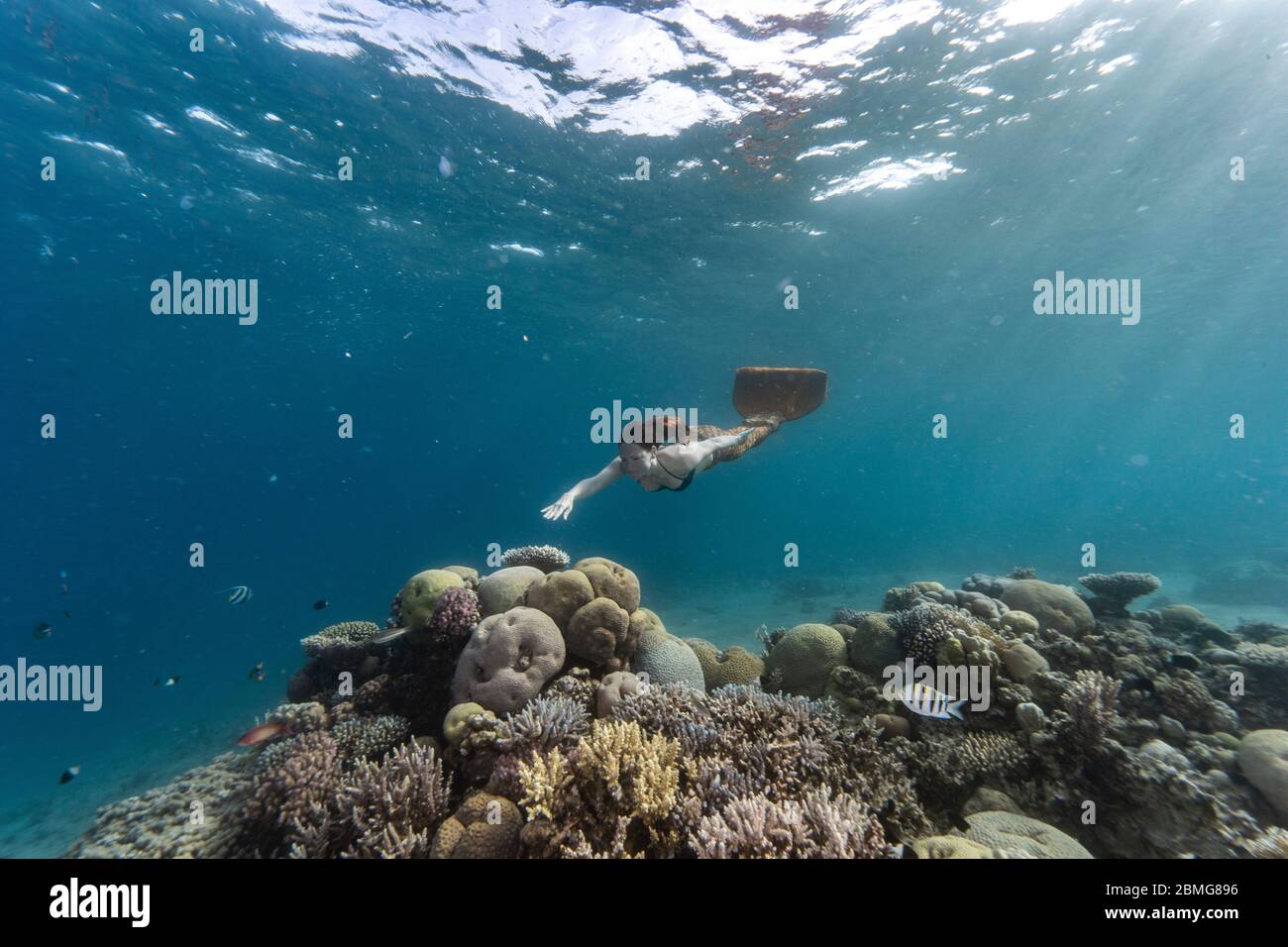 Sirenetta nuoto subacqueo nell'oceano Foto Stock