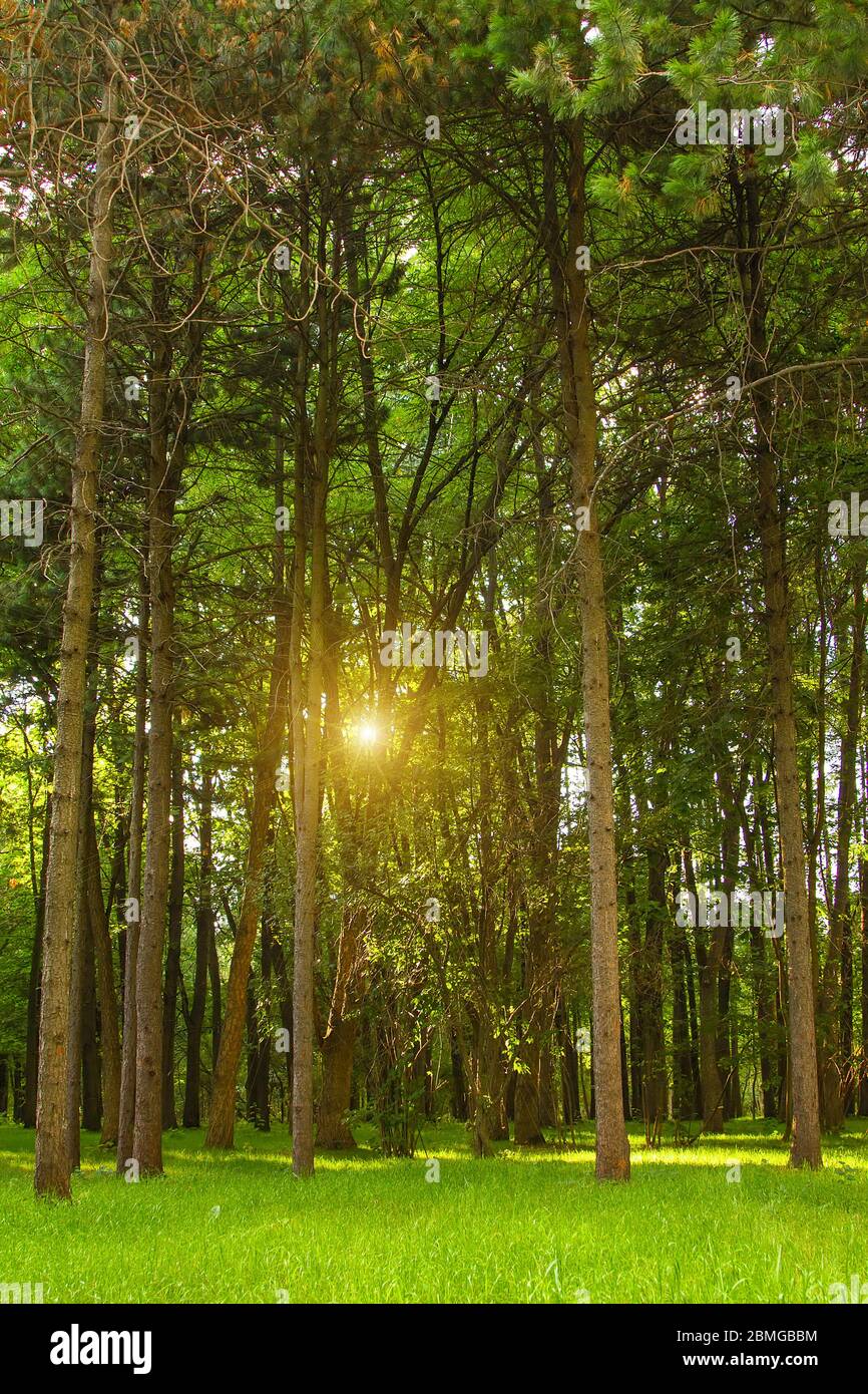 Tramonto in una fitta e bella foresta verde in estate. Raggi dorati del sole attraverso gli alti tronchi di alberi, i raggi sul verde erba Foto Stock