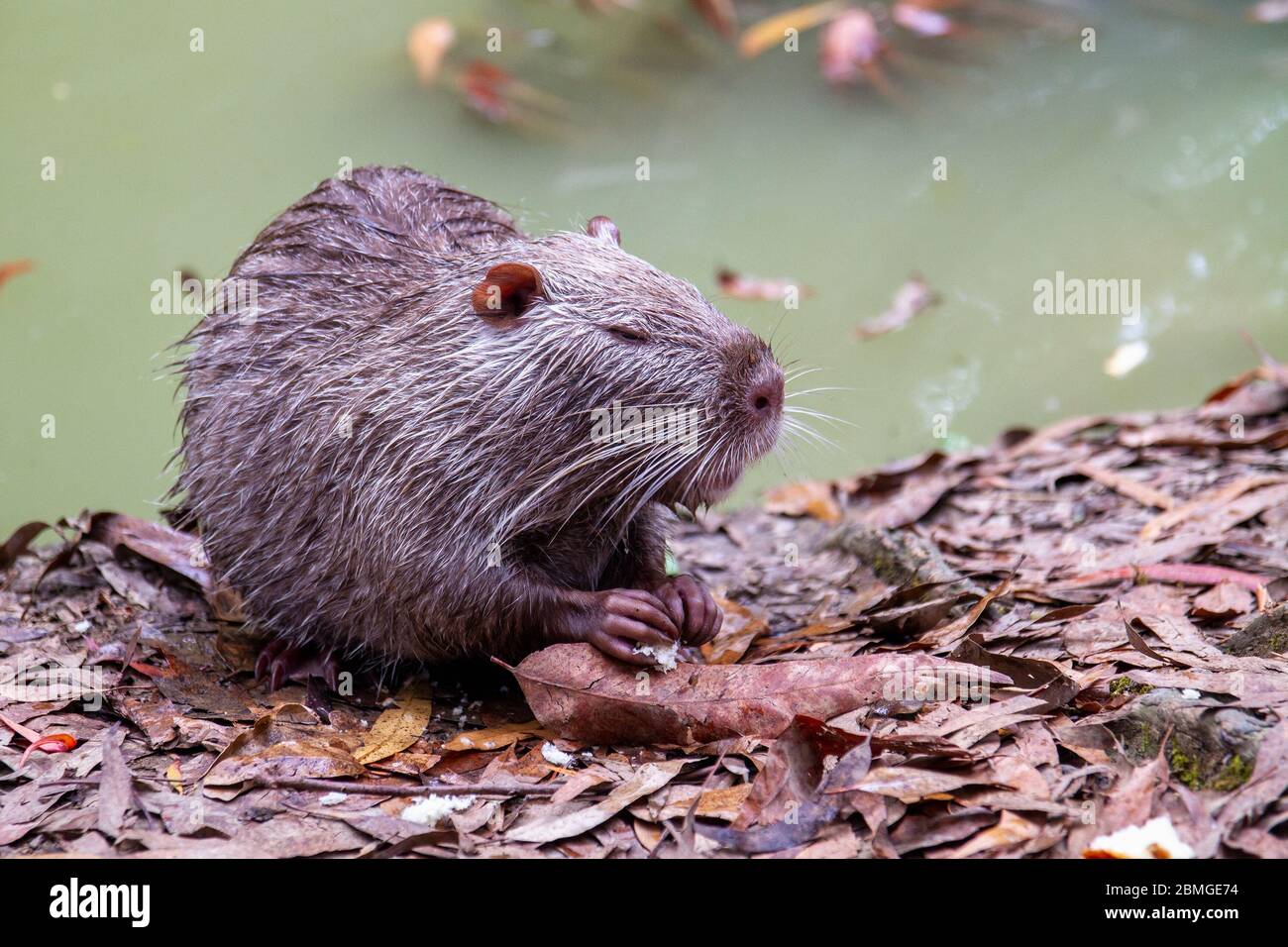 La nutria umida mangia il pane sulla riva di un laghetto Foto Stock