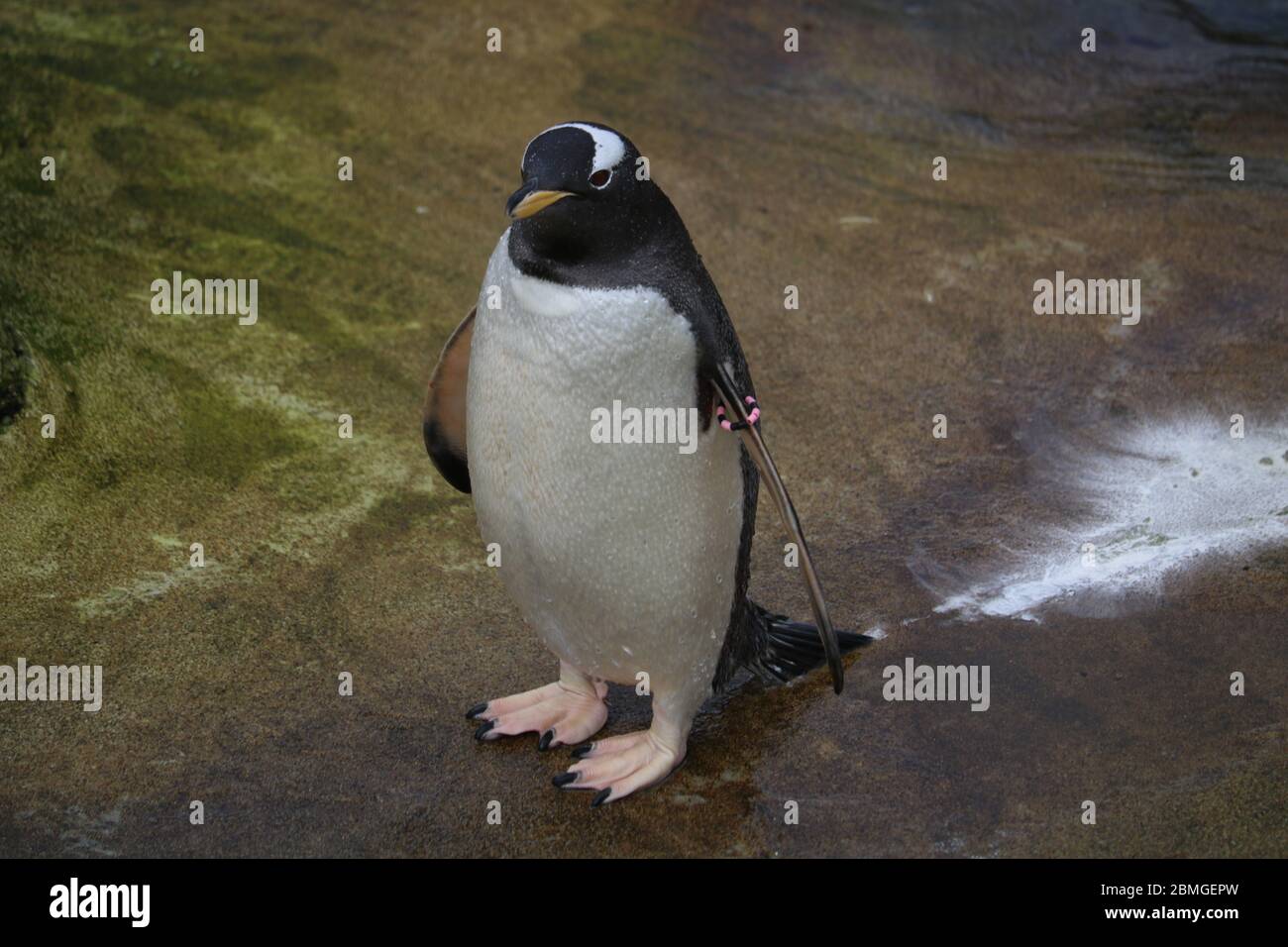 Gentoo Penguin (Pygoscelis papua) si è alzato allo Zoo di Edimburgo Foto Stock