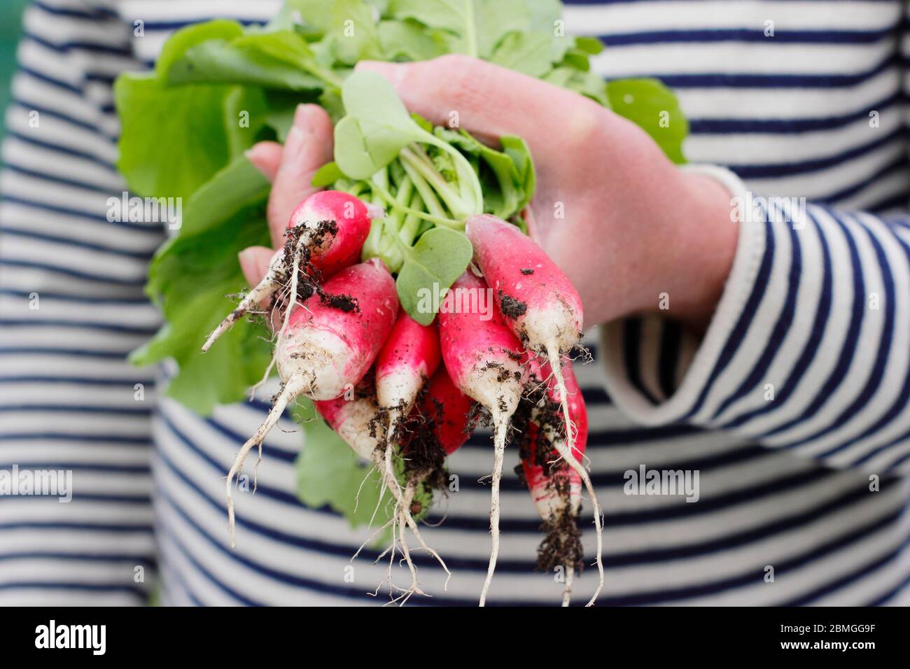 Rafano appena raccolto, con foglie annesse, varietà di "colazione francese". Raphanus sativus. Foto Stock