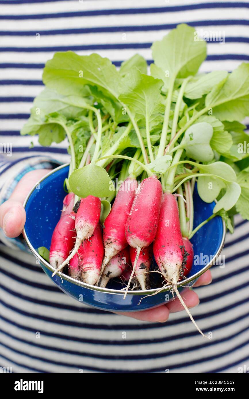 Rafano appena raccolto, con foglie attaccate, presentato in una ciotola, varietà di "colazione francese". Raphanus sativus. Foto Stock