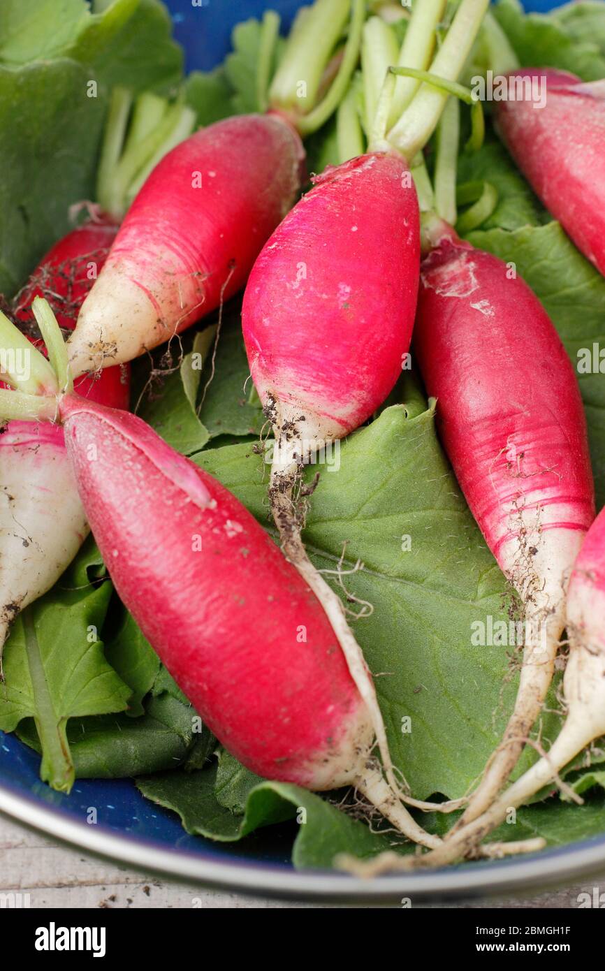 Varietà di rafano fresco coltivato in casa 'colazione francese', rifinito e presentato con foglie. Raphanus sativus. Foto Stock