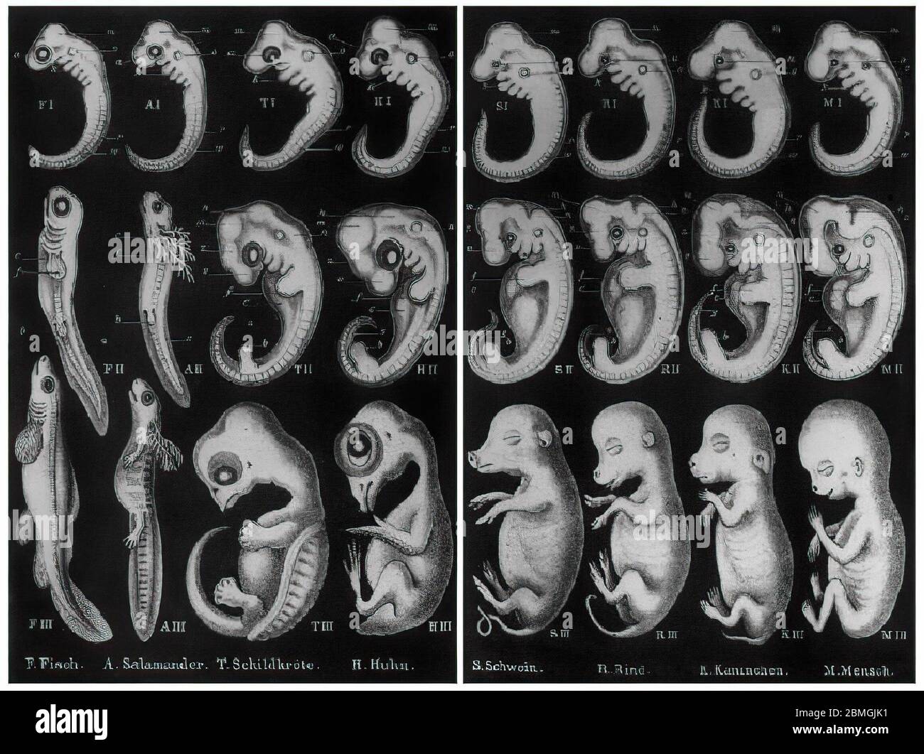 L'ipotesi di Haekel. La frase 'ontogenia recapitulates phylogeny'. Foto Stock