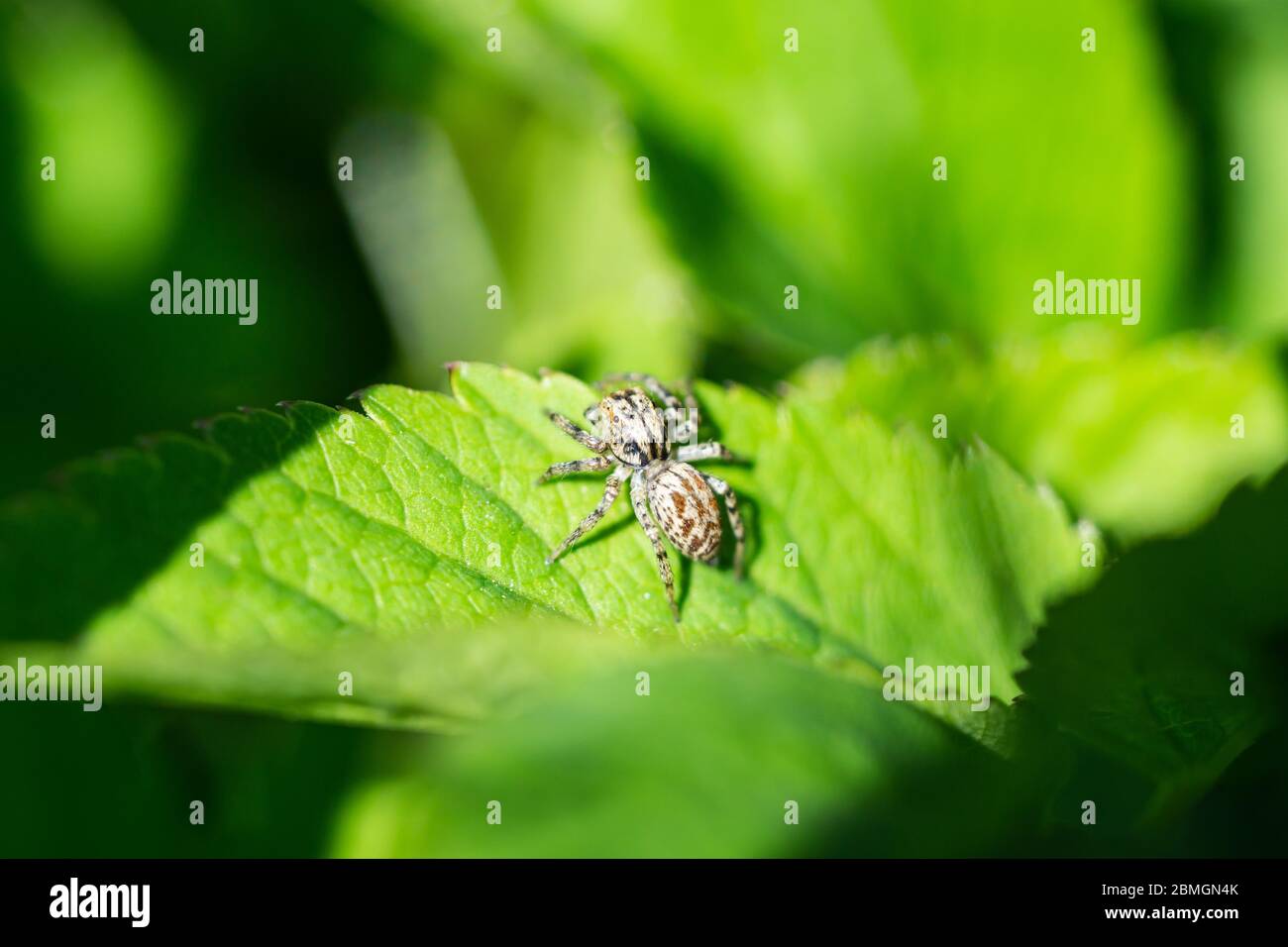 Spider jumping dimorfico su foglia in primavera Foto Stock