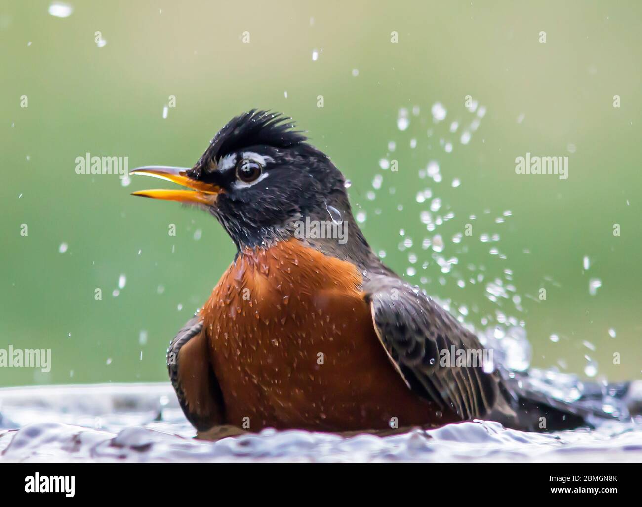 Un maschio rapina che si spruzzi in un bagno di uccelli. Foto Stock