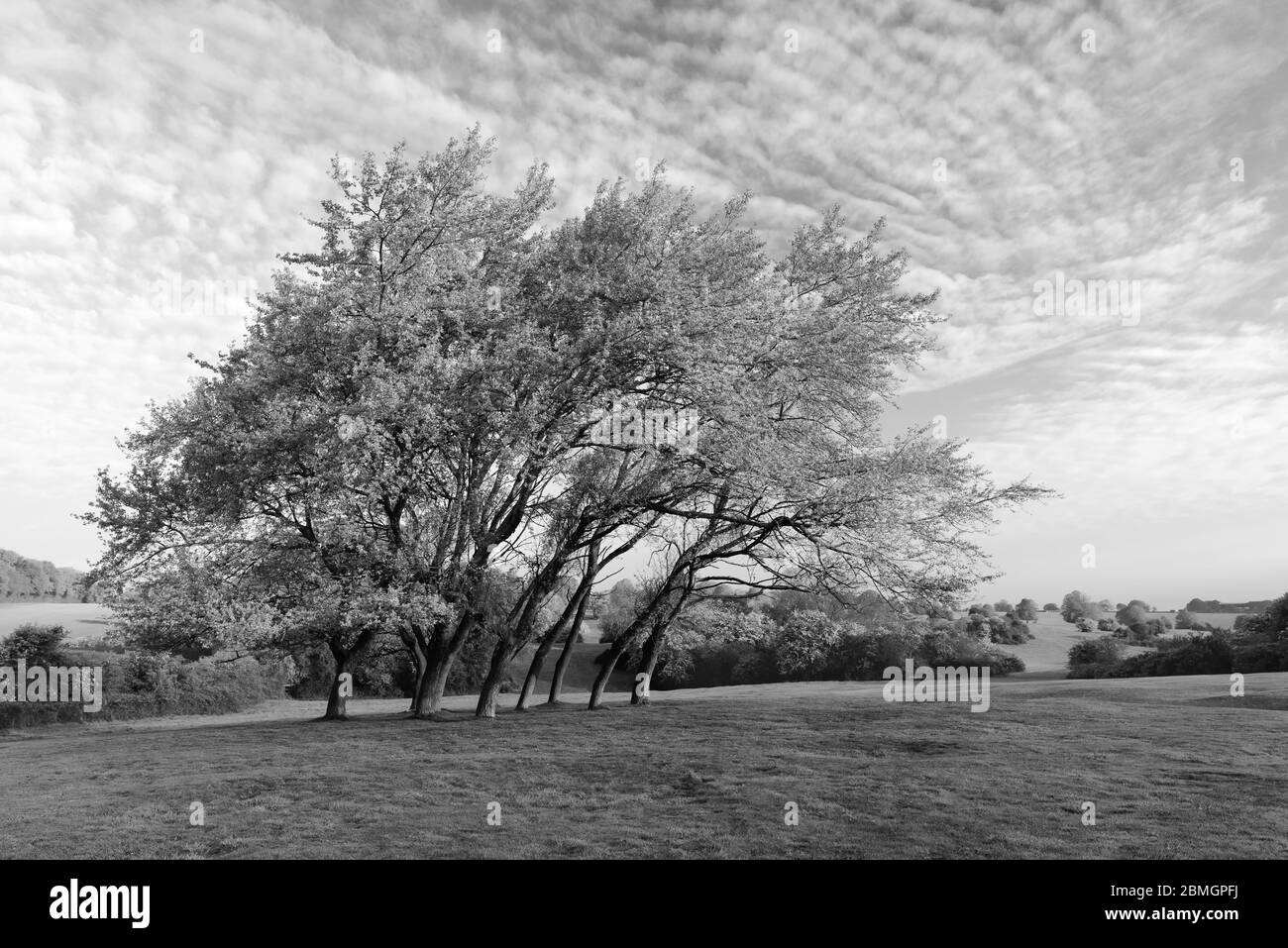 Campagna inglese con pascoli verdi e alberi che scappano in foglia sotto un cielo luminoso in primavera nel Westwood, Beverley, Yorkshire, Regno Unito. Foto Stock