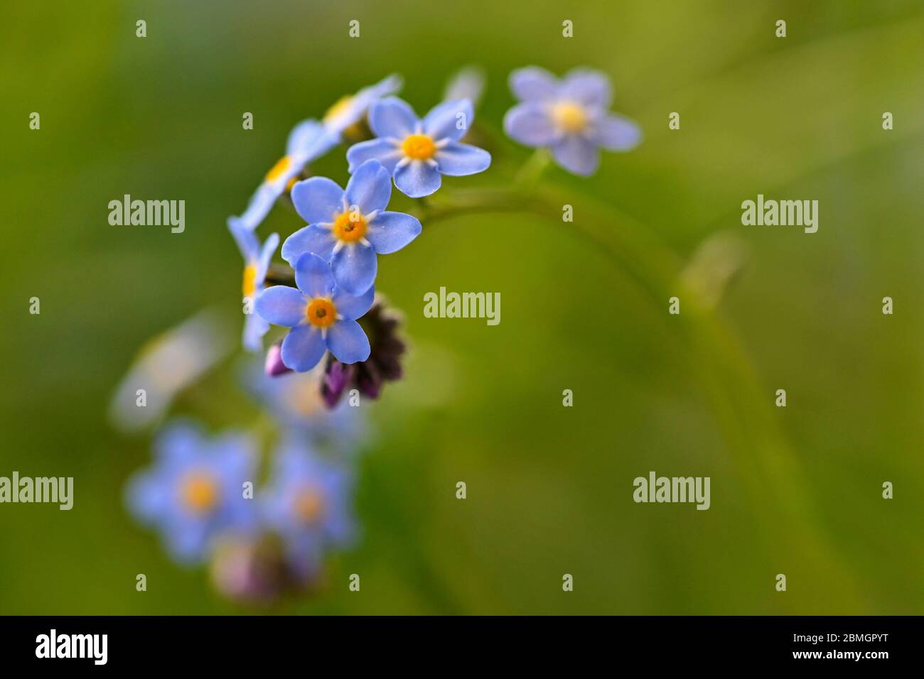 Bella blu piccoli fiori - Dissimmi-non fiore. Primavera colorato sfondo natura. (Myosotis sylvatica) Foto Stock