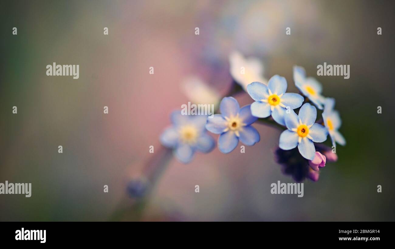 Bella blu piccoli fiori - Dissimmi-non fiore. Primavera colorato sfondo natura. (Myosotis sylvatica) Foto Stock