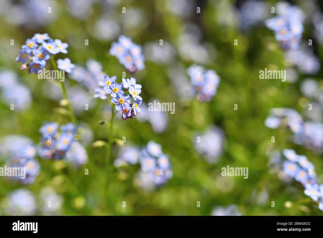 Bella blu piccoli fiori - Dissimmi-non fiore. Primavera colorato sfondo natura. (Myosotis sylvatica) Foto Stock