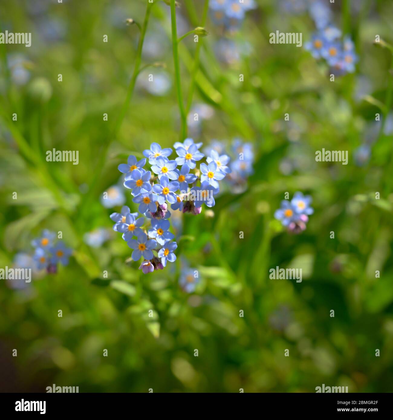 Bella blu piccoli fiori - Dissimmi-non fiore. Primavera colorato sfondo natura. (Myosotis sylvatica) Foto Stock