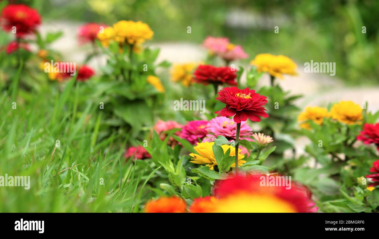 zinnia fiori lungo un sentiero in un giardino Foto Stock