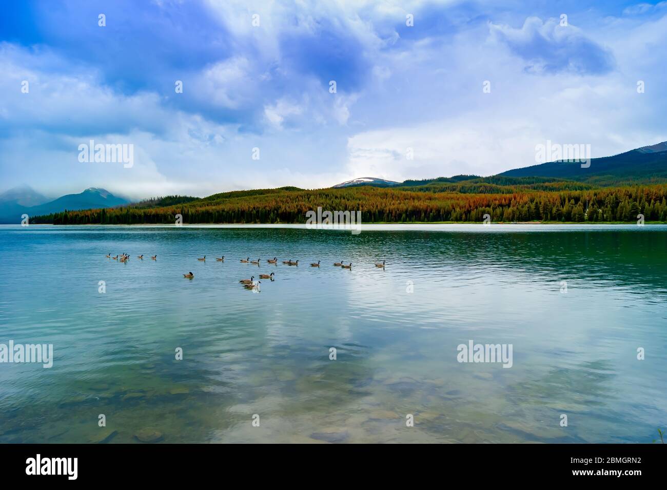 Oche su un lago Foto Stock