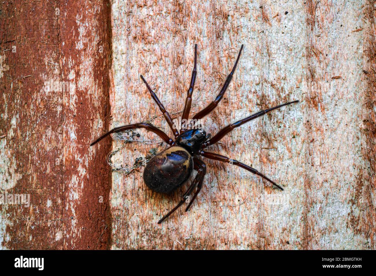 Falso ragno vedova, Steatoda nobilis, poggiato su stecche di legno Foto Stock