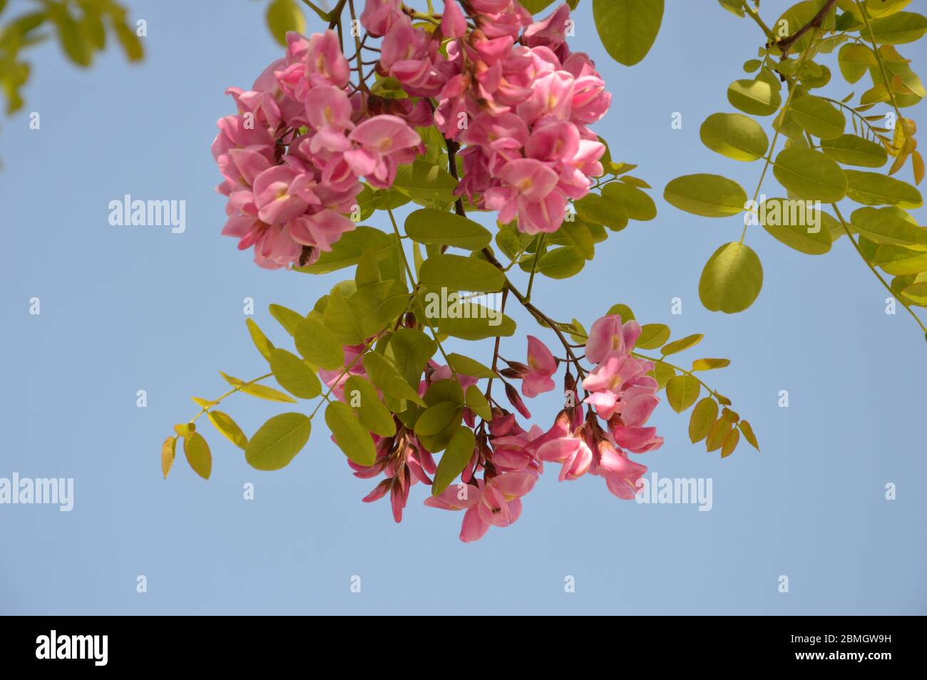 Robinia hispida acacia su sfondo di cielo blu Foto Stock