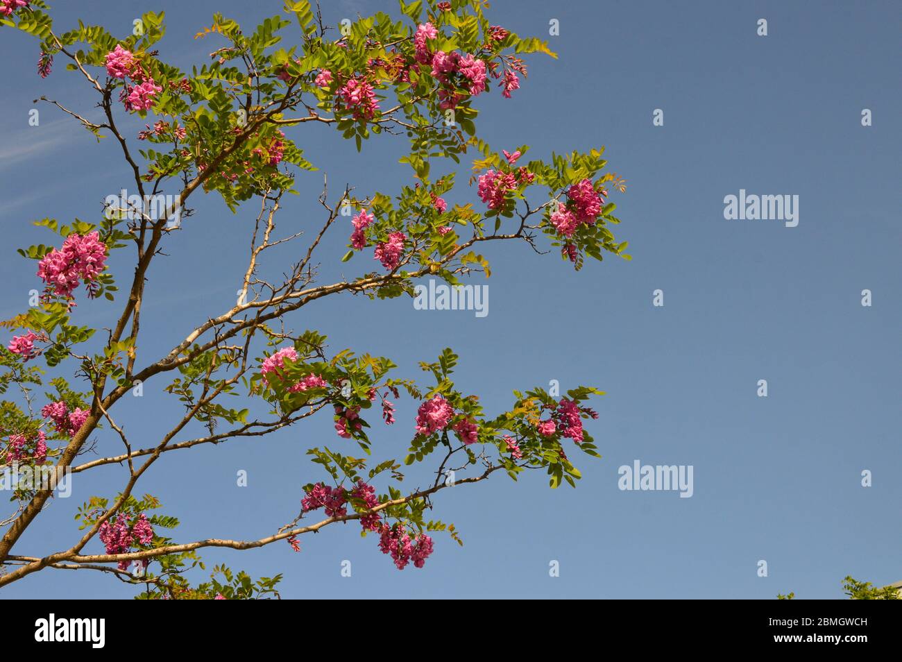 Robinia hispida acacia su sfondo di cielo blu Foto Stock