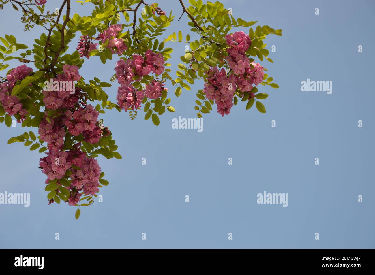 Robinia hispida acacia su sfondo di cielo blu Foto Stock