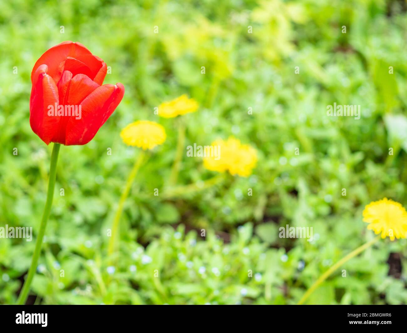 fiore di papavero rosso al campo verde con dentelli gialli sullo sfondo il giorno della primavera (fuoco sulla fioritura di papavero in primo piano) Foto Stock