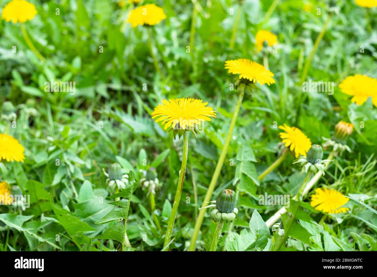 prato verde con dentelli gialli in primavera (fuoco sulla fioritura del taraxacum in primo piano) Foto Stock