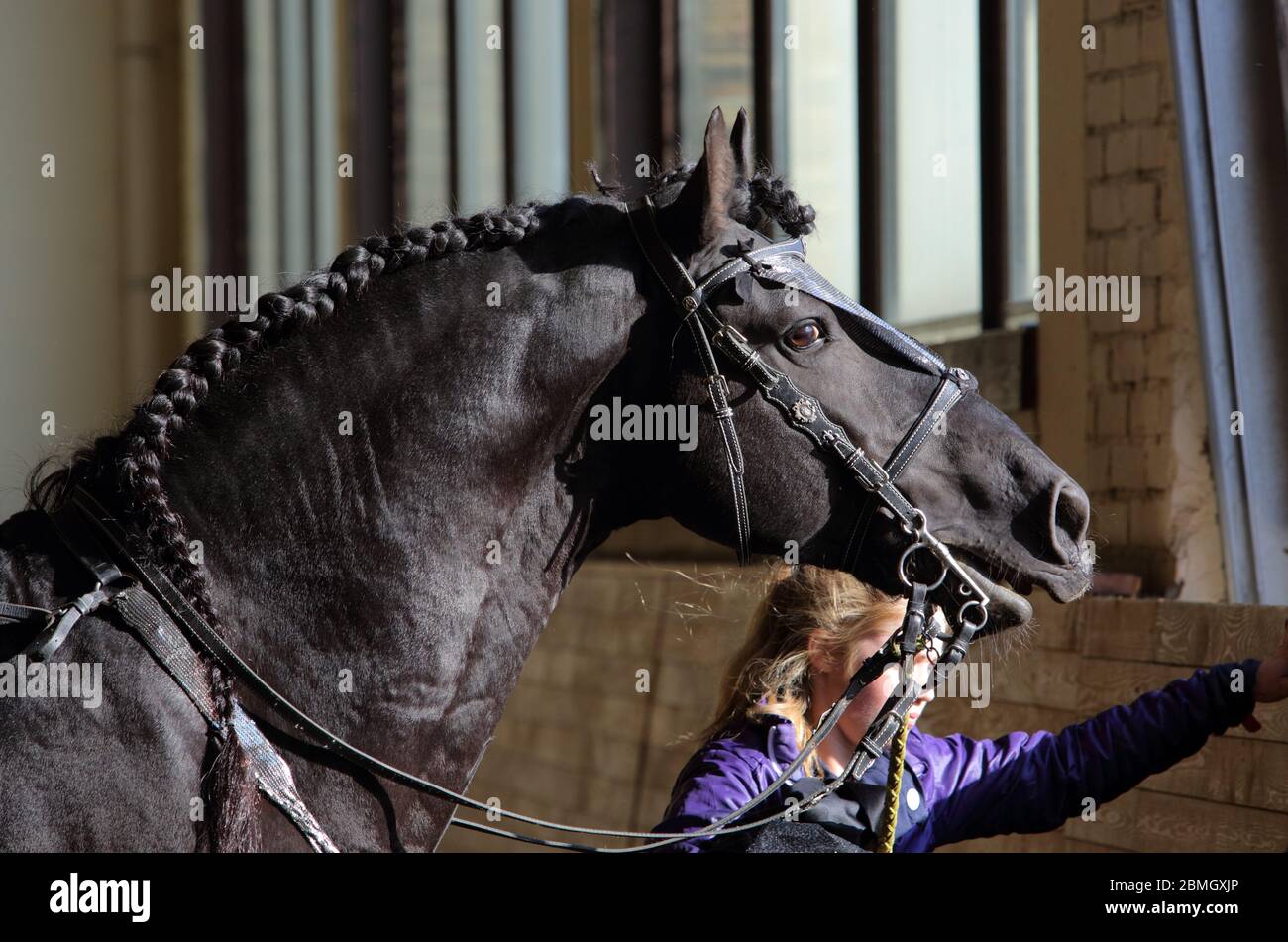 Cavallo fresiano barocco nero in interno scuro stabile Foto Stock