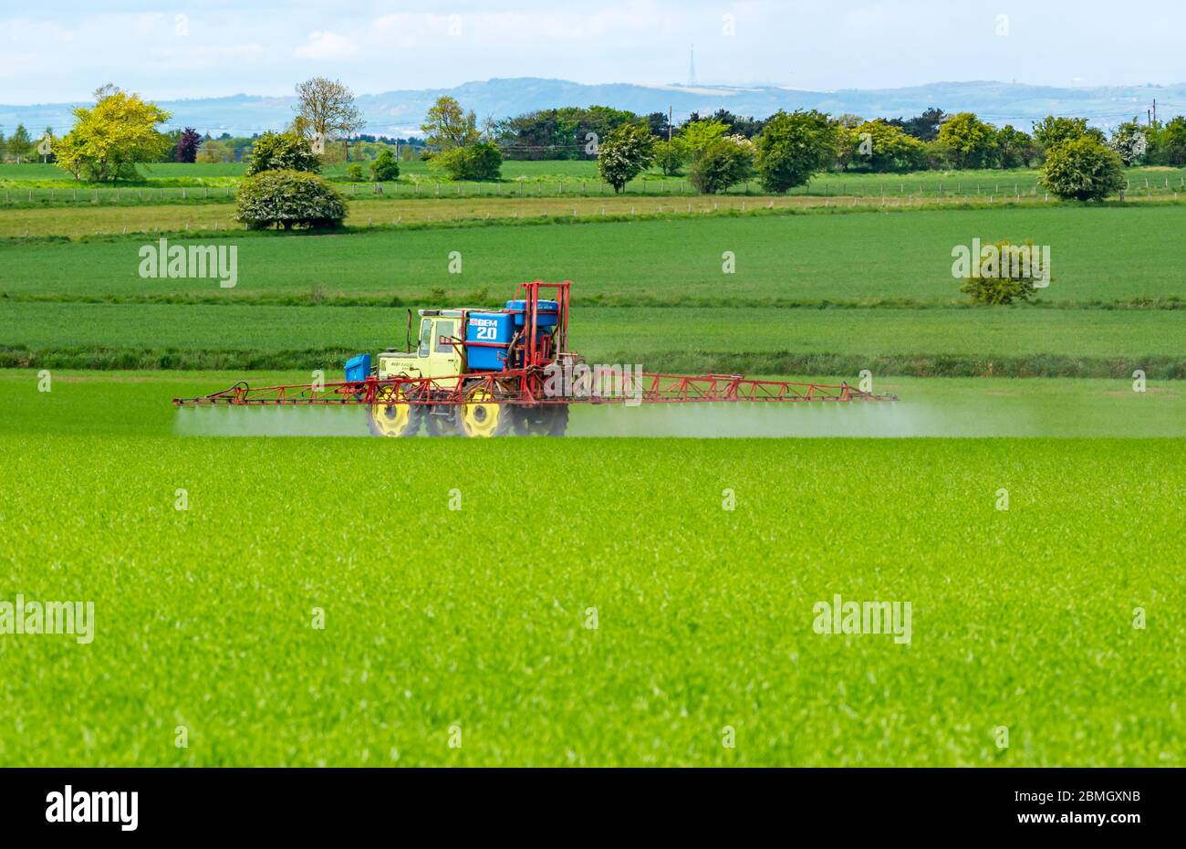 Trattore colorato che irrora il campo di coltura nella soleggiata Primavera, East Lothian, Scozia, Regno Unito Foto Stock