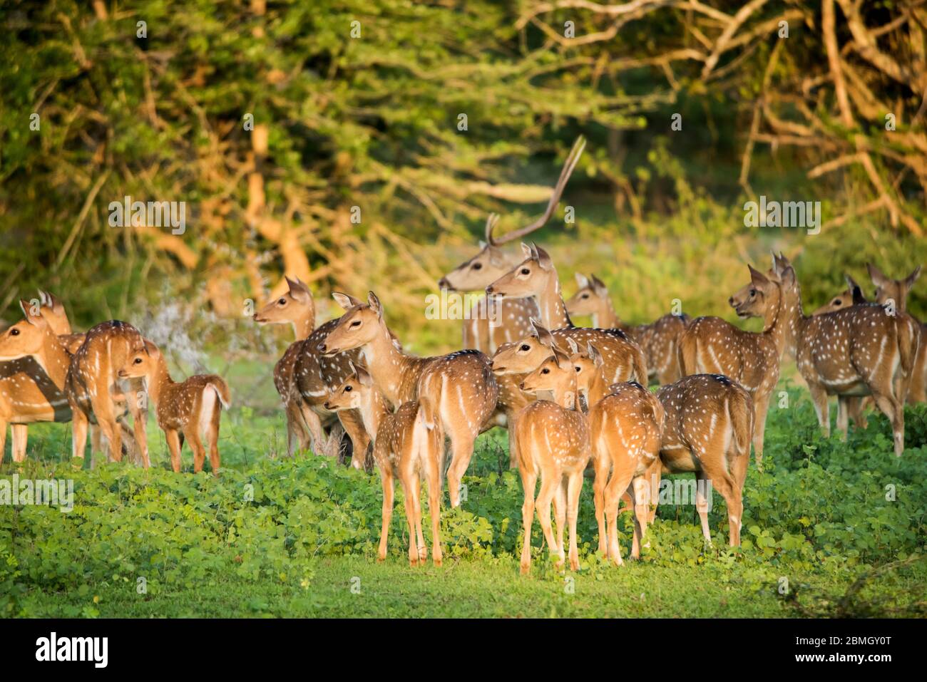 Un gruppo di deers Foto Stock
