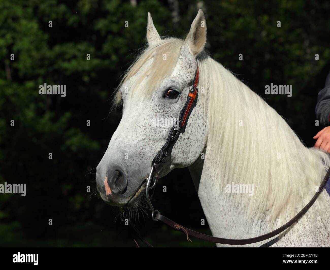 Cowboy Quarter cavallo ritratto, stallone con briglia occidentale Foto Stock
