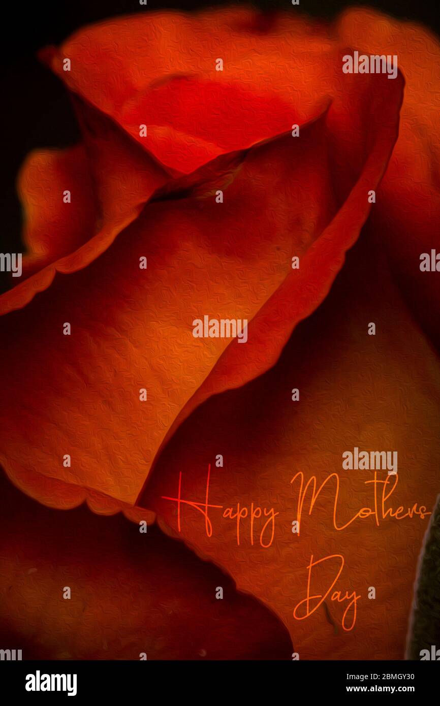 Biglietto d'auguri per il giorno della mamma con un bel fiore rosso di rose Foto Stock