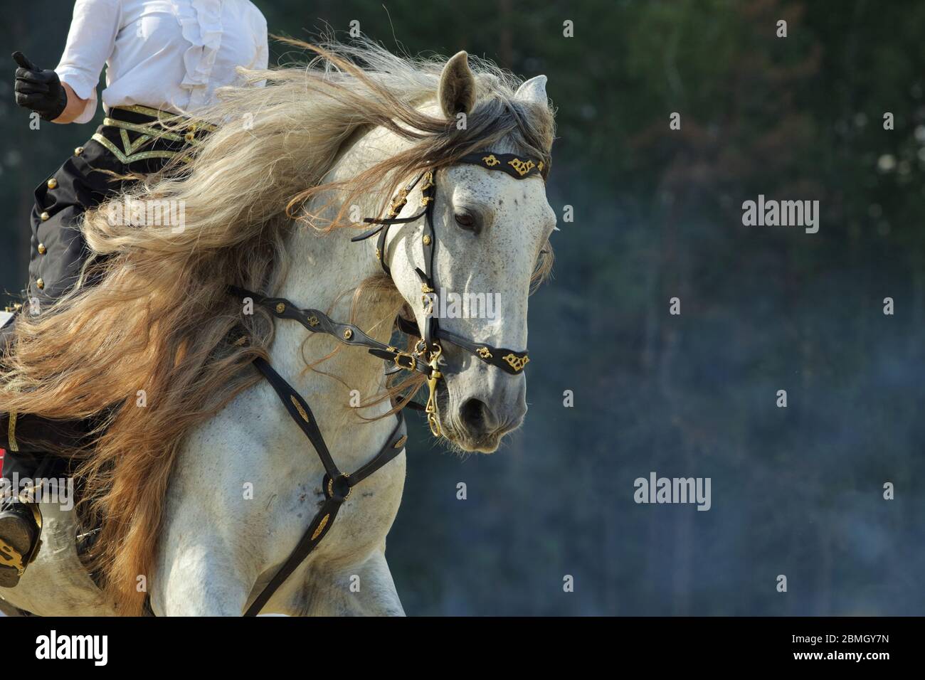 Bianco Andaluso cavallo indietro ritratto equitazione vicino al ranch Foto Stock