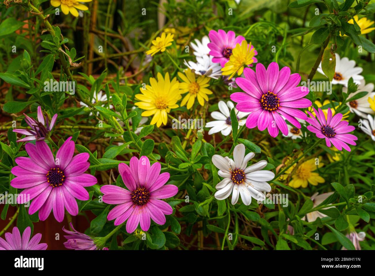 Coloratissimo fiore ornamentale con fiori di Osteospermum frutticosum Foto Stock