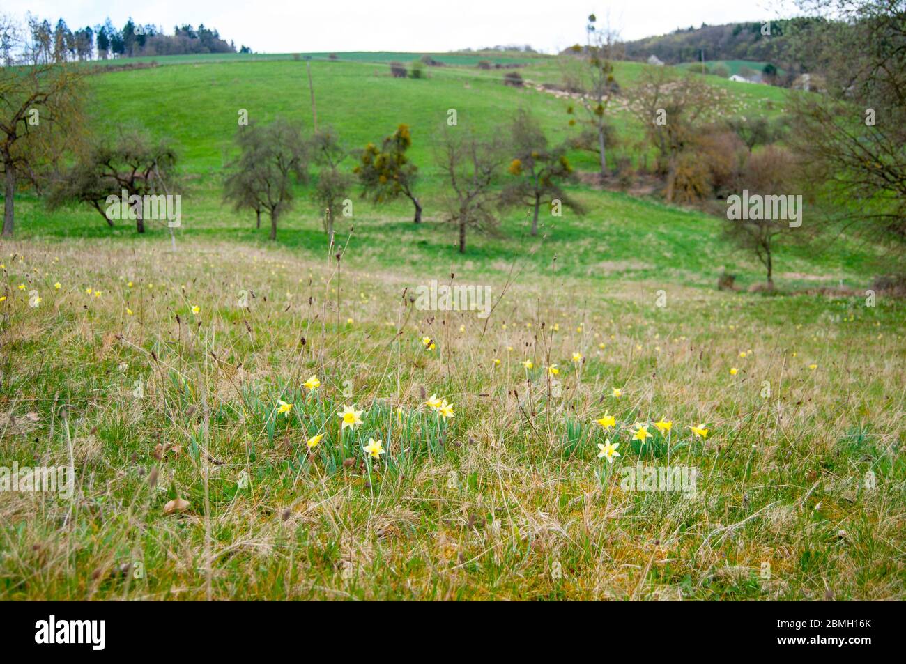 Misselflower o Daffodil prato a Misselberg nel distretto di Rhein Lahn in Germania. I narcisi crescono selvaggi e decorano i prati e i campi ogni Foto Stock