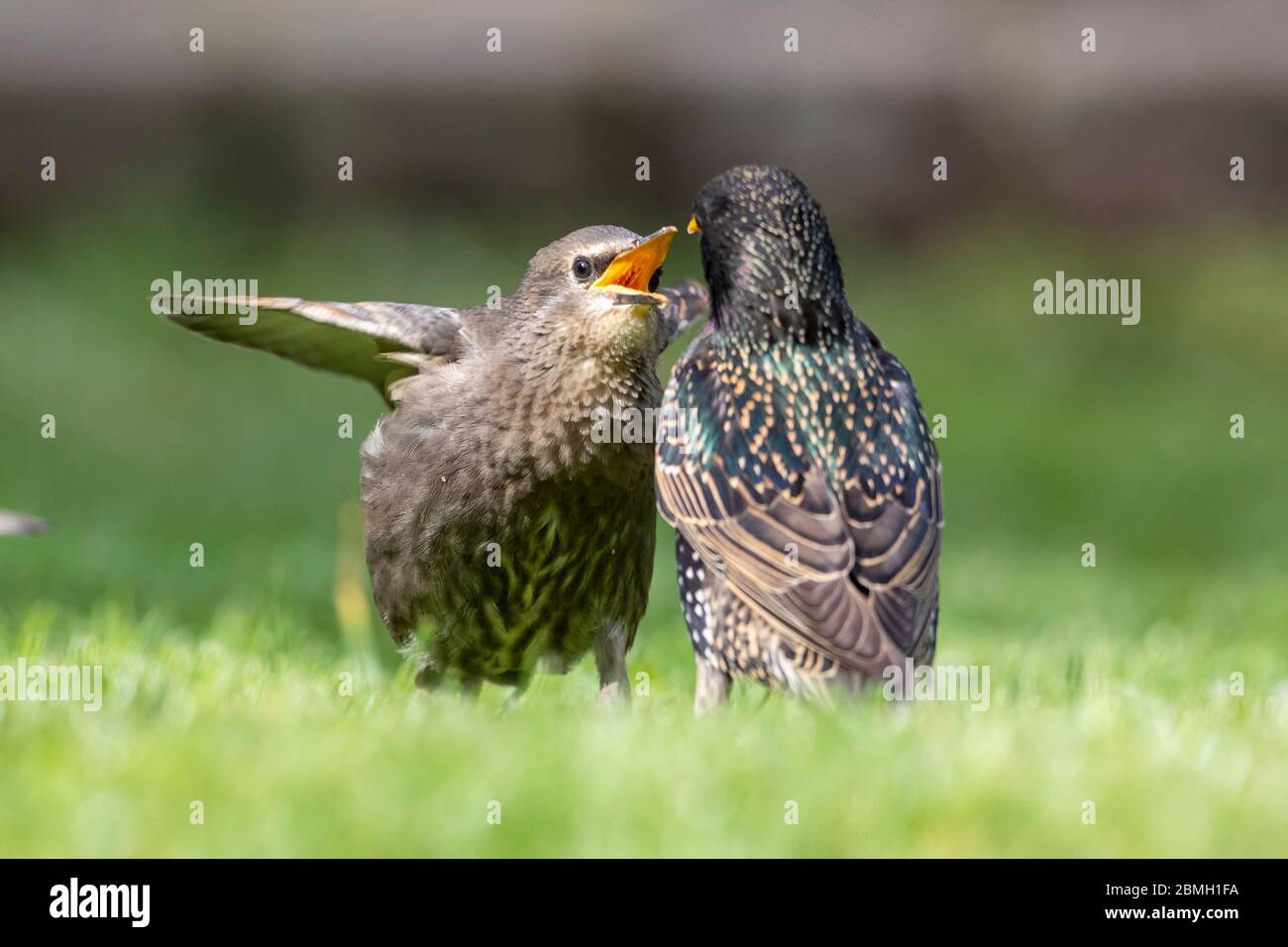 Hailsham, Regno Unito. 9 maggio 2020. UK Weather.Juvenile Starlings (Sturnus vulgaris) pregate di essere nutriti oggi in un caldo pomeriggio soleggiato a Hailsham. Gli Starlings sono appena fuggiti e seguiranno da vicino gli adulti per il cibo. Hailsham, East Sussex, Regno Unito. Credit: Ed Brown/Alamy Live News Foto Stock